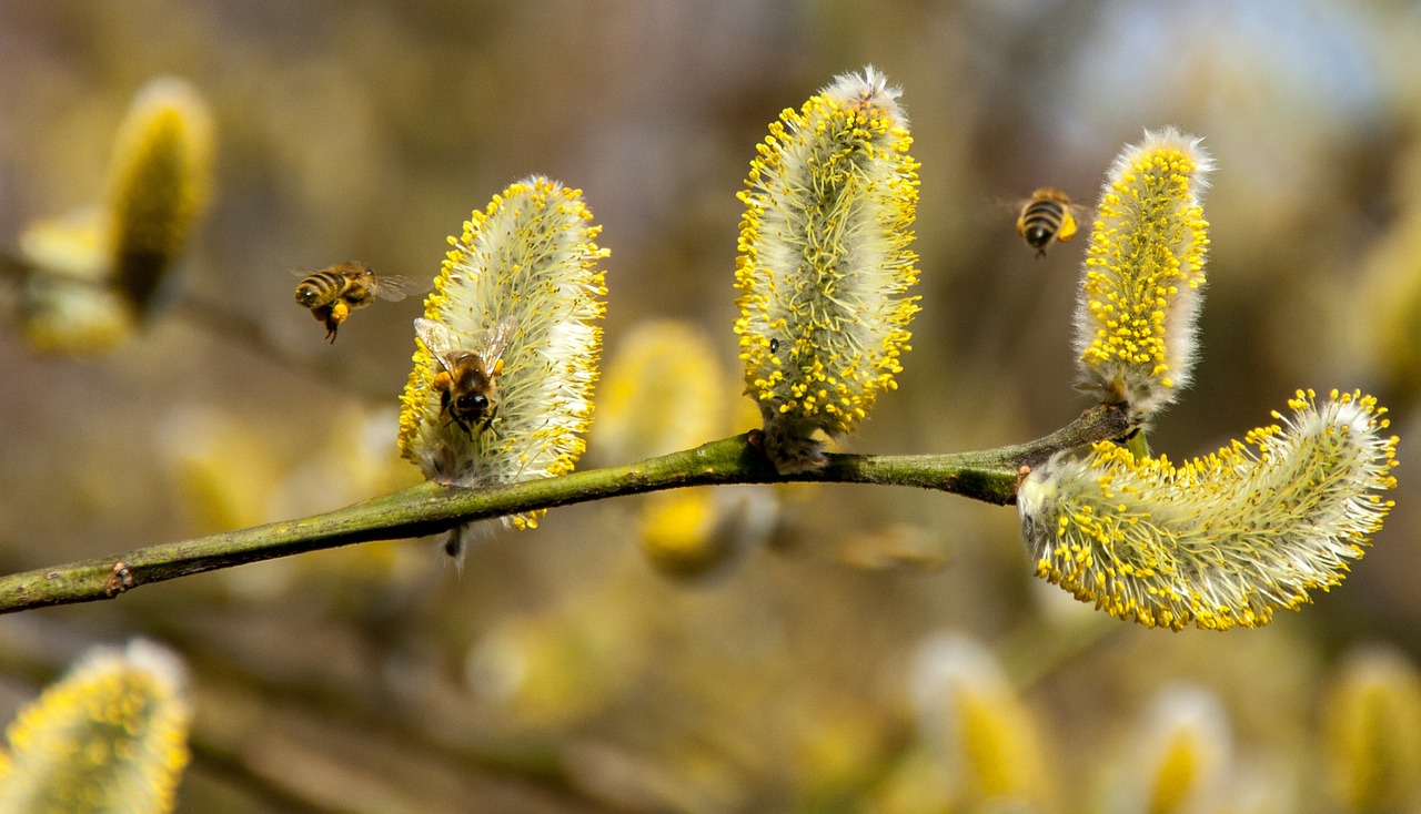 Weelderige, allergievrije tuin met kleurrijke bloemen. Weelderige, allergievrije tuin met kleurrijke bloemen.