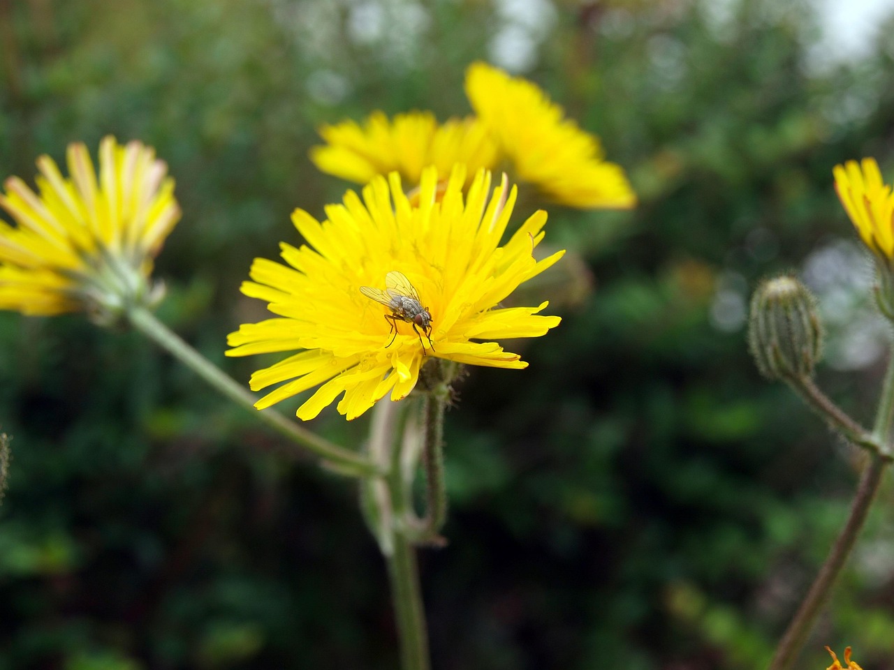 Vlinders dartelen rond geurige lavendelstruiken. Vlinders dartelen rond geurige lavendelstruiken.