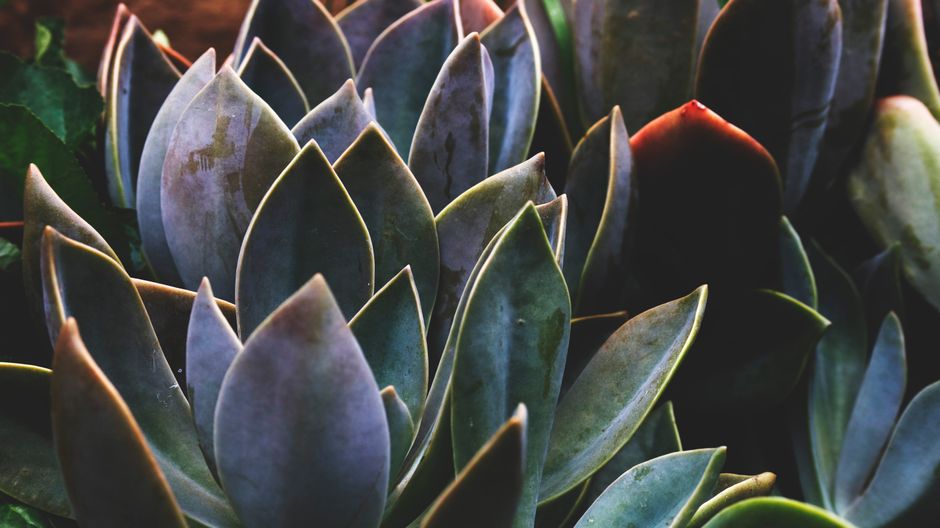 Zwarte en witte planten voor moderne tuin.