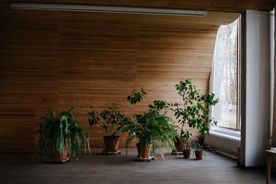 Groene plant op houten bijzettafel in woonkamer.