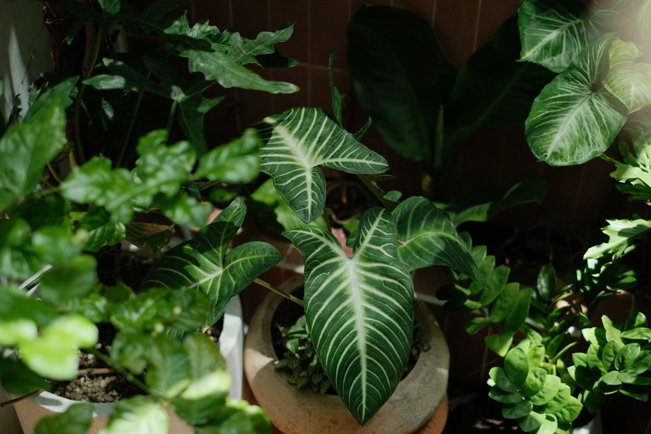 Groene sanseveria in een herfstige donkere hoek.