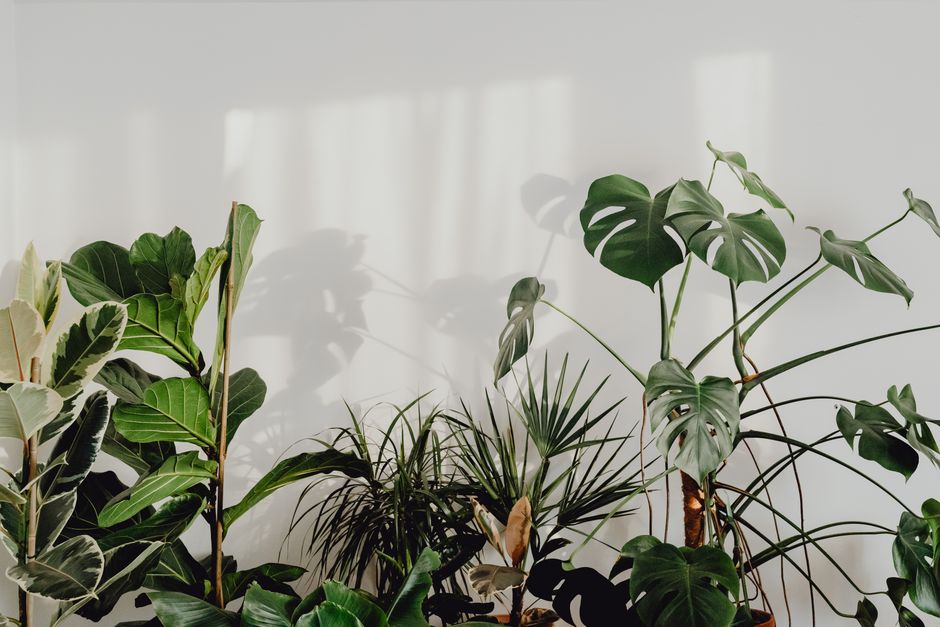 Zamioculcas in een schaduwrijke herfsthoek geplaatst.