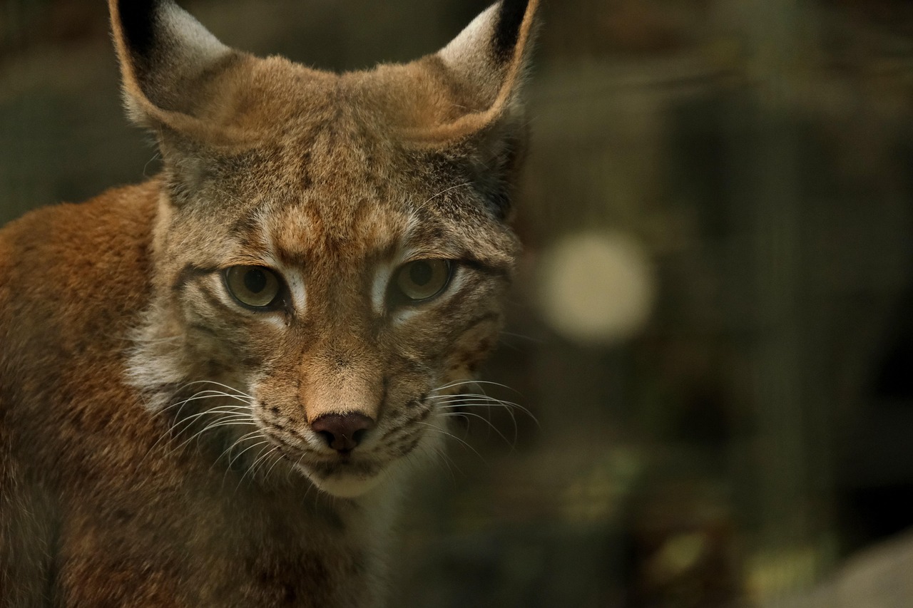Speelse frosch patronen combineren met luchs designs. Speelse frosch patronen combineren met luchs designs.