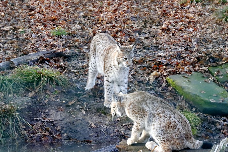 Frosch en luchs prints op statementwand. Frosch en luchs prints op statementwand.